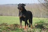 BEAUCERON 1019